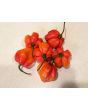 Hot Pepper ‘Trinidad Red Congo Habanero’ Seeds (Certified Organic)