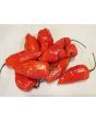 Hot Pepper ‘CGN 21500 x Isabela Island Galapagos Habanero' Seeds (Certified Organic)