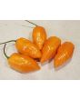 Hot Pepper ‘CGN 21500 x Isabela Island Galapagos Habanero' Seeds (Certified Organic)
