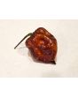 Hot Pepper 'Orion' AKA 'Fatallii Gourmet Jigsaw x Big Red Mama x Yaki Blue Fawn' Seeds (Certified Organic)