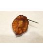Hot Pepper 'Orion' AKA 'Fatallii Gourmet Jigsaw x Big Red Mama x Yaki Blue Fawn' Seeds (Certified Organic)