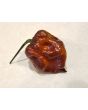 Hot Pepper 'Orion' AKA 'Fatallii Gourmet Jigsaw x Big Red Mama x Yaki Blue Fawn' Seeds (Certified Organic)