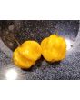 Hot Pepper 'Saco de Velho' Seeds (Certified Organic)
