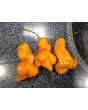 Hot Pepper ‘Erotica/Erotico Orange' Seeds (Certified Organic)