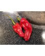 Hot Pepper 'Aci Sivri Biber Cross' Seeds (Certified Organic)