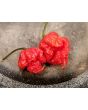Hot Pepper ‘Carolina Reaper' 