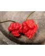 Hot Pepper ‘Carolina Reaper' 