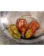 Hot Pepper ‘BBG7 x Srtsl Chocolate’ 