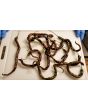 Hot Pepper 'Thunder Cacho Brown' Seeds (Certified Organic)