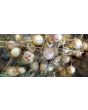Love-in-a-Mist Mix Seeds (Certified Organic)