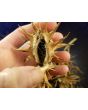 Datura ferox AKA Devil’s Trumpet - Fierce Thorn Apple Seeds (Certified Organic)