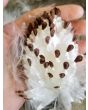 Common Milkweed