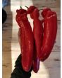 Pepper 'Super Sweet Giant Red' Seeds (Certified Organic)