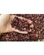 Flint Corn 'Japonica Striped' Seeds (Certified Organic)