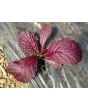 Mustard 'Blood Red' Seeds (Certified Organic)