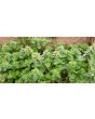 Purple Dead Nettle Seeds (Certified Organic)