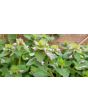 Purple Dead Nettle Seeds (Certified Organic)