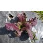 Mustard 'Blood Red' Seeds (Certified Organic)