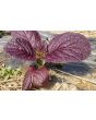 Mustard 'Blood Red' Seeds (Certified Organic)