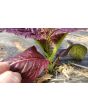 Mustard 'Blood Red' Seeds (Certified Organic)