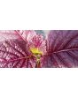 Mustard 'Blood Red' Seeds (Certified Organic)