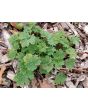 Chinese Motherwort ‘Alba’ 