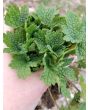 Common Motherwort Seeds (Certified Organic)