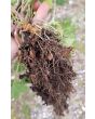 Chinese Motherwort ‘Alba’ 