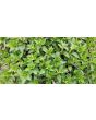 Stinging Nettle Seeds (Certified Organic)