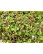Purple Dead Nettle Seeds (Certified Organic)