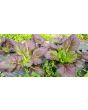 Broad-leaved Mustard 'Red Giant'