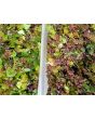 Purple Dead Nettle Seeds (Certified Organic)
