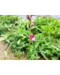 Toadflax 'Northern Lights' Seeds (Certified Organic)