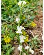 Toadflax 'Northern Lights' Seeds (Certified Organic)