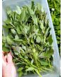 Wild Spinach AKA Lamb's Quarters Seeds (Certified Organic)