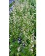 Arugula