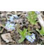 Blue Forget-Me-Not