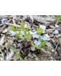 Blue Forget-Me-Not