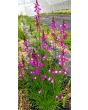 Toadflax 'Northern Lights' Seeds (Certified Organic)
