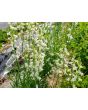 Toadflax 'Northern Lights' Seeds (Certified Organic)