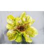Lettuce 'Freckles' Seeds (Certified Organic)