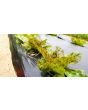 Lettuce 'Freckles' Seeds (Certified Organic)