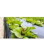 Lettuce 'Freckles' Seeds (Certified Organic)