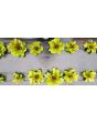 Lettuce 'Freckles' Seeds (Certified Organic)