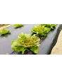 Lettuce 'Freckles' Seeds (Certified Organic)