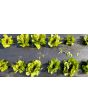 Lettuce 'Freckles' Seeds (Certified Organic)