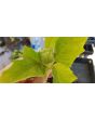 Datura AKA Devil’s Trumpet 'Le Fleur Lilac' Seeds (Certified Organic)