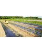 Chicory 'Catalogna Pugliese' Seeds (Certified Organic)