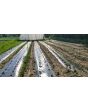 Chicory 'Catalogna Pugliese' Seeds (Certified Organic)