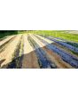 Chicory 'Catalogna Pugliese' Seeds (Certified Organic)